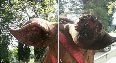 En-bloc Auriculectomy for Removal of a Large Pinna-Based Ear Mass in a Horse